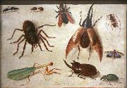 Jan Van Kessel Spiders and insects oil painting artist